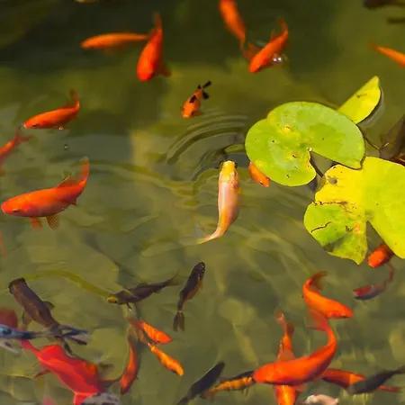 Maxima Agri 度假居