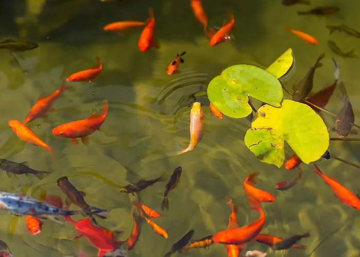 Maxima Agri Vikendica